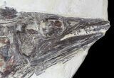 Cretaceous Cimolichthys Skull & Vertebrae - Niobrara Chalk, Kansas #62787-2